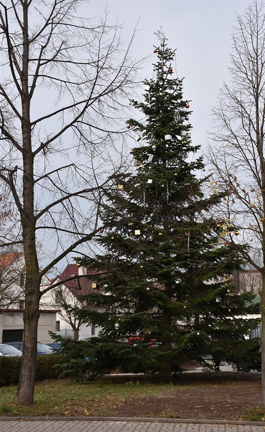 Také Letantí v nedli odpoledne slavnostn rozsvítili tradiní vánoní strom. V Letanech na rozdíl od vtiny praských tvrtí mají ale jednu zvlátnost. Jejich vánoní symbol toti není ádná naváka. Slavnostn ozdobený nkolikametrový pan smrk sto