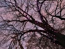 Zpvajc strom u jezrka v karlovarskch Dvokovch sadech.