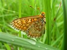 Hnědásek chrastavcový patří ke kriticky ohroženým druhům denních motýlů. V...