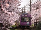 Zachytit rozkvetlé sakury v Tokiu je pro fotografa tém povinností.