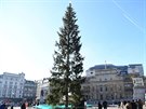 Vánoní strom na Trafalgarském námstí v Londýn. (4. prosince 2019)