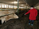 V biorežimu chovají krávy – těch mají v současné době necelých 1 500 – i...
