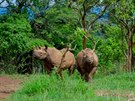 Nosoroci erní ze Dvora Králové ve rwandské pírod.