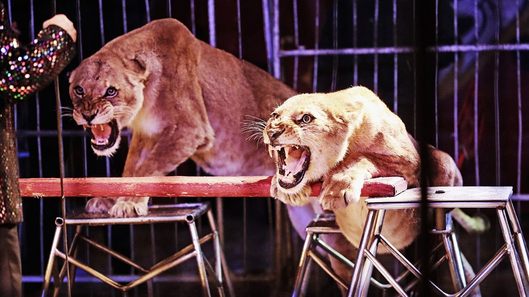 Čísla se lvy patří k hlavním lákadlům cirkusu Bob Navarro King.