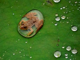 A frog is pictured on the leaf of a lotus after the rain at a pond in Lalitpur,...