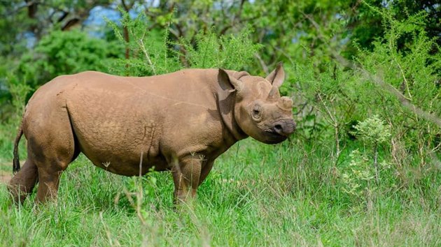 Nosorožci černí ze Dvora Králové ve rwandské přírodě.