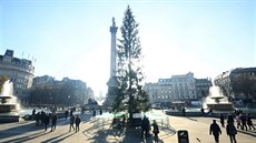 Vánoční strom na Trafalgarském náměstí v Londýně. (4. prosince 2019)