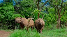 Nosorožci černí ze Dvora Králové ve rwandské přírodě.