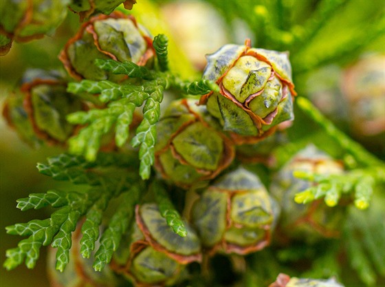 Thuje: R�zné kultivary thují se �asto pou�ívají na �ivé ploty. Ost�íhané chvoje...