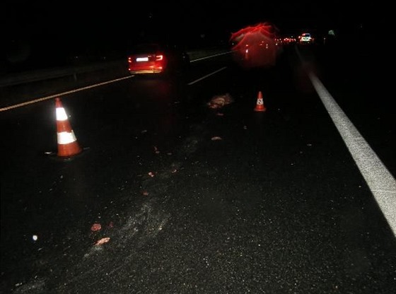 Dopravní nehody s divokým prasetem na dálnici D11 (8. 12. 2019)