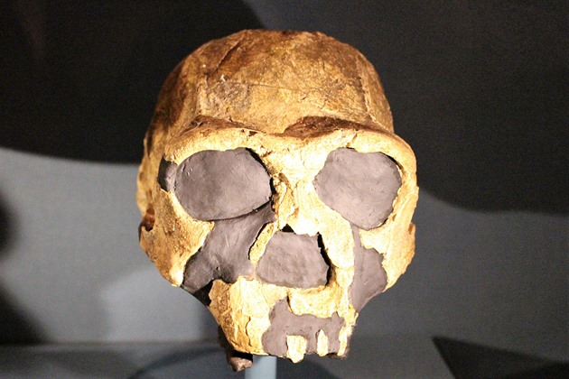 Homo erectus uštval kořist i bez pití, odhadují čeští vědci