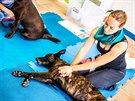 První pomoc pro zraněné psy