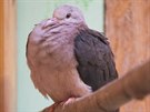 V roce 1991 peívalo na svt pouhých 10 jedinc holuba rového. Zoo Praha...