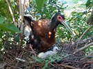 Zoo Praha se pipojila do chovnho programu ibise madagaskarskho teprve v...