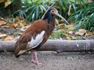 Ibis madagaskarský patí mezi poetnou skupinu pták eledi ibisovitých z ádu...