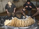 Chovatel� a veterin��i p�ipravuj� tygry na cestu do Belgie.
