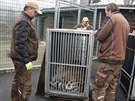 Chovatel� a veterin��i p�ipravuj� tygry na cestu do Belgie.