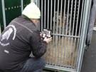 Chovatel� a veterin��i p�ipravuj� tygry na cestu do Belgie.