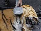 Chovatel� a veterin��i p�ipravuj� tygry na cestu do Belgie.