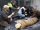Chovatel� a veterin��i p�ipravuj� tygry na cestu do Belgie.