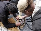 Chovatel� a veterin��i p�ipravuj� tygry na cestu do Belgie.