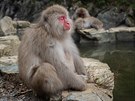 Meditace v Jigokudani Snow Monkey Parku