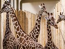Safari park slibuje krom iraf tak nov druhy zvat v dalch expozicch,...