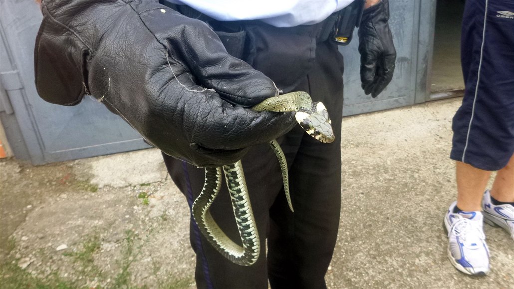 Zlínští strážníci často pomáhají s odchytem hadů.