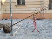 Strom v Janovského ulici