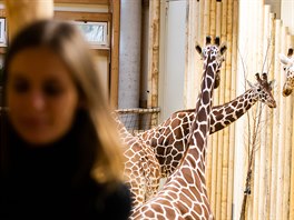 Dvorský zoolog Luděk Čulík doporučuje, že by lidé měli chodit kolem žiraf...
