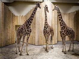 Z lávky se dá pohlédnout plachým žirafám zblízka do velikých očí (13. 12. 2019).