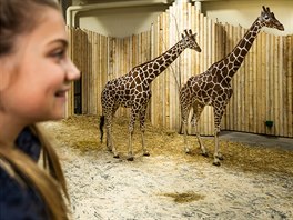 Souasn s otevením zimní expozice iraf zaala akce Vánoní zoo, která potrvá...