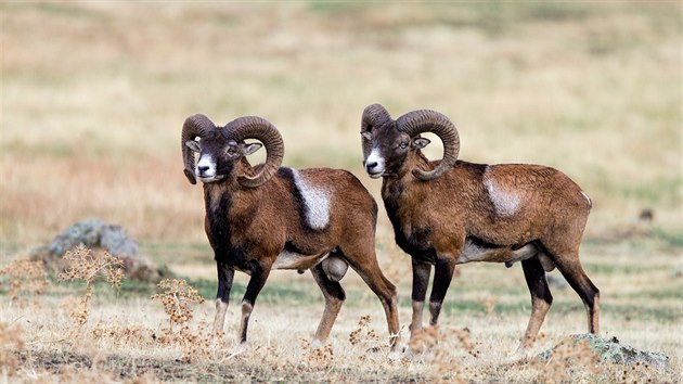 Ohroen ovce argali