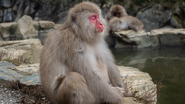 Meditace v Jigokudani Snow Monkey Parku