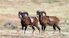 Ohroená ovce argali