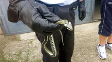 Zlíntí stráníci asto pomáhají s odchytem had.