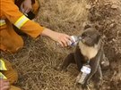 Mezi oběťmi australských požárů jsou i stovky zvířat.