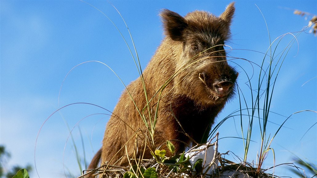 Invaze: kanadská prasata vtrhla do USA, ale jsou to opravu jen prasata