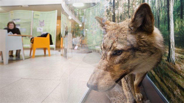 V Krajsk vdeck knihovn v Liberci se nvtvnci dozvd zajmav informace o ivot vlk.