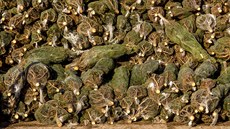 ilustra�ní snímek