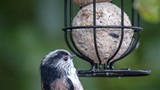 Ornitologové radí lojové koule vkládat raději do větších plastových nebo...