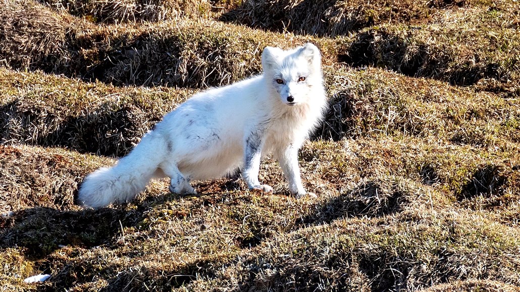Liška polární (Vulpes lagopus)