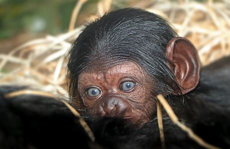 V plzeské zoo se na Nový rok narodilo mlád impanze uenlivého. Je to samika.