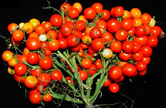 Nový druh kompaktních rajčat vhodný pro pěstování ve stísněném městském...