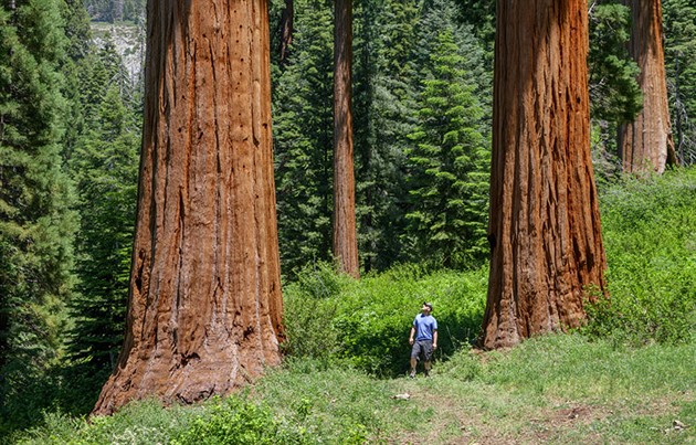 Nejmohutnějším stromům světa se v Británii daří víc než v domovské Kalifornii