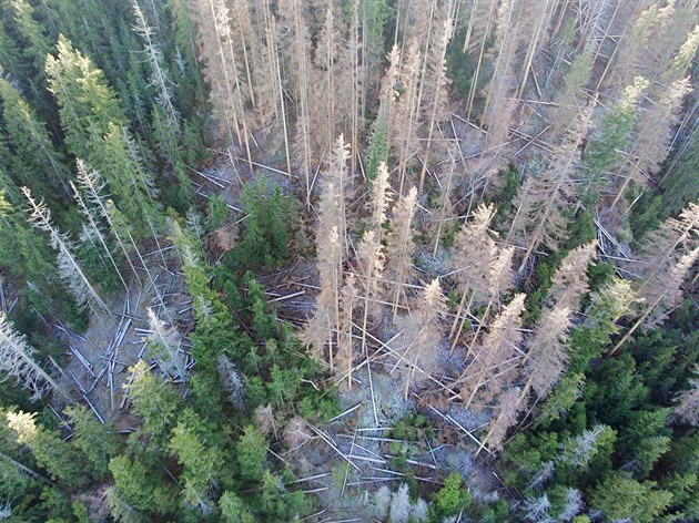 Záběry z dronu ukazují rozpad hospodářských lesů v okolí rezervace Suchý vrch...