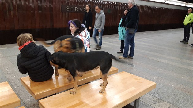 Jedním z dalích zajímavých pípad, které jsem  vidl na cestách metrem je neukáznná majitelka ps na Stranické 17.11.2019. Dva psi nebyli na vodítku a ani nemli náhubek. Na majitelku nezabralo ani upozornní putné rozhlasem v metru. Psi  klidn lez