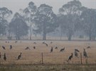 Klokani zahalení dýmem poblí australské metropole Canberra. (2. ledna 2020)