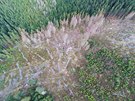 Zbry z dronu ukazuj rozpad hospodskch les na vrcholu Pedn Jestb a...