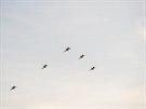 Na letit v áslavi piletly ti letouny JAS-39 Gripen eské armády, které se...